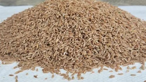 Sidhivinayak Agro Deluxe Quality Organic Khapli Wheat