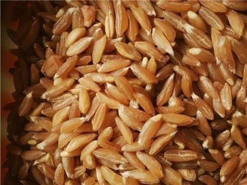 Sidhivinayak Agro Big Grain Organic Khapli Wheat