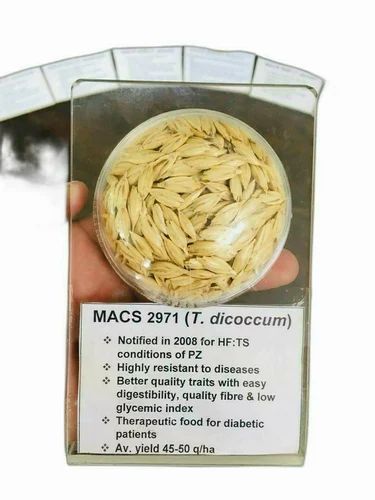 SK Agro Foods Processing Organic Khapli Wheat Seed