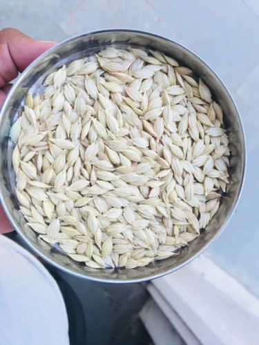 SK Agro Foods Processing Native khapli wheat seed