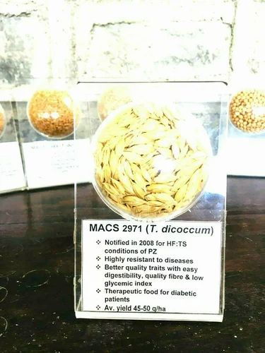 SK Agro Foods Processing Khapli Emmer wheat seed (Macs2971)