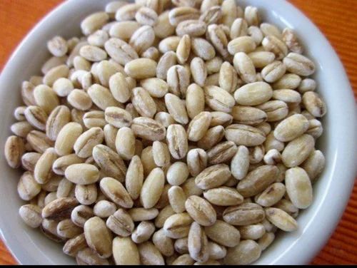 Light Brown Barley Grain
