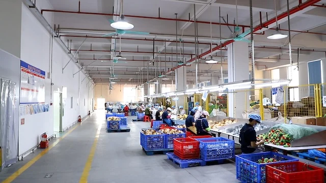 Dongguan KingKong Toys Co., Ltd Plush Toys
