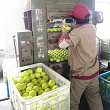 Anhui Pengfei Sporting Goods Co., Ltd. Pet Tennis Ball