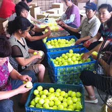 Anhui Pengfei Sporting Goods Co., Ltd. Tennis Ball