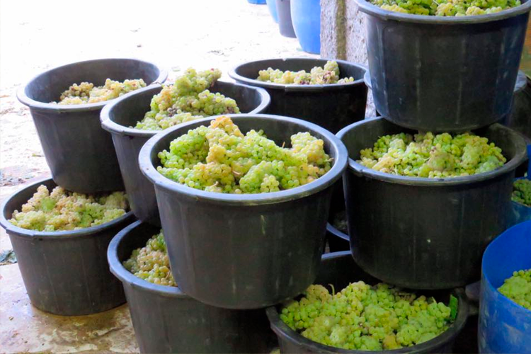 Sociedade Agrícola Casa do Cerdeiro, Lda. White Wine