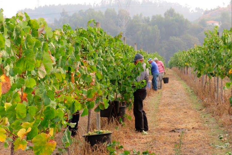 Sociedade Agrícola Casa do Cerdeiro, Lda. Red Wine