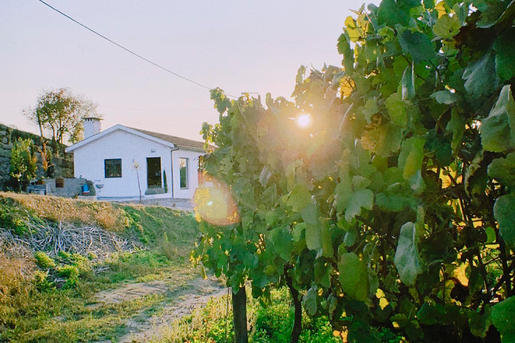Sociedade Agrícola Casa do Cerdeiro, Lda. Vinho Verde