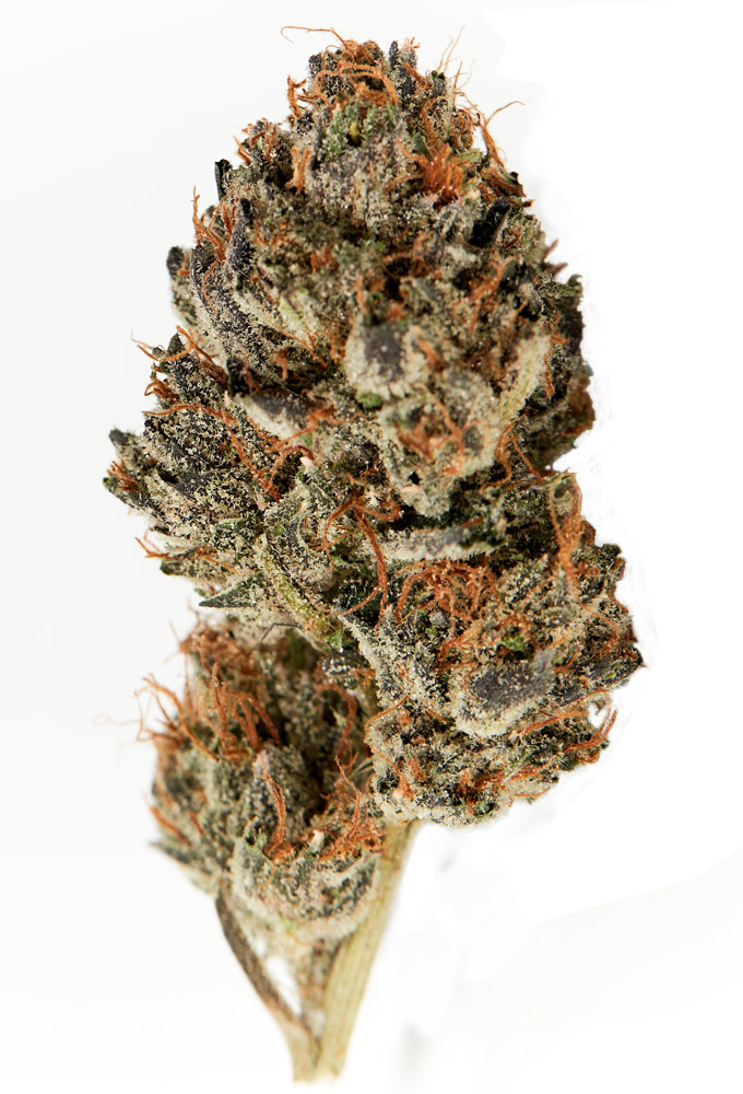 Kush Mountain Craft Cannabis Gas Plant