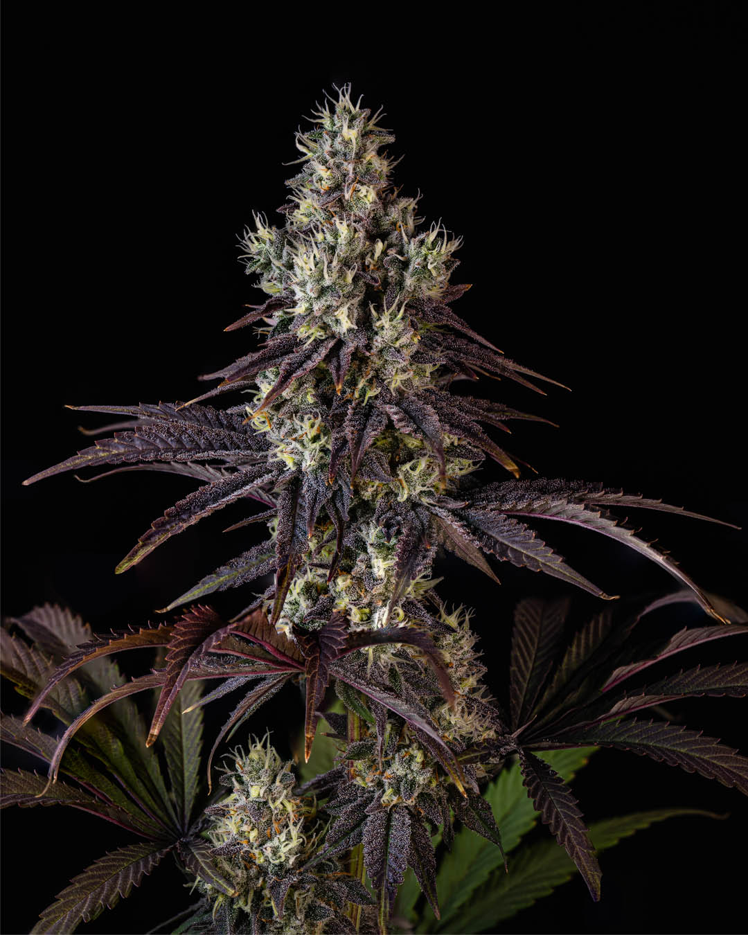 Sweetgrass Cannabis CRUSHED VELVET Cannabis