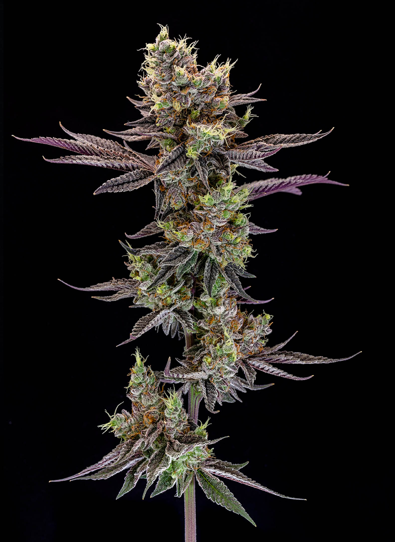 Sweetgrass Cannabis MINT CHOCOLATE CHIP Cannabis