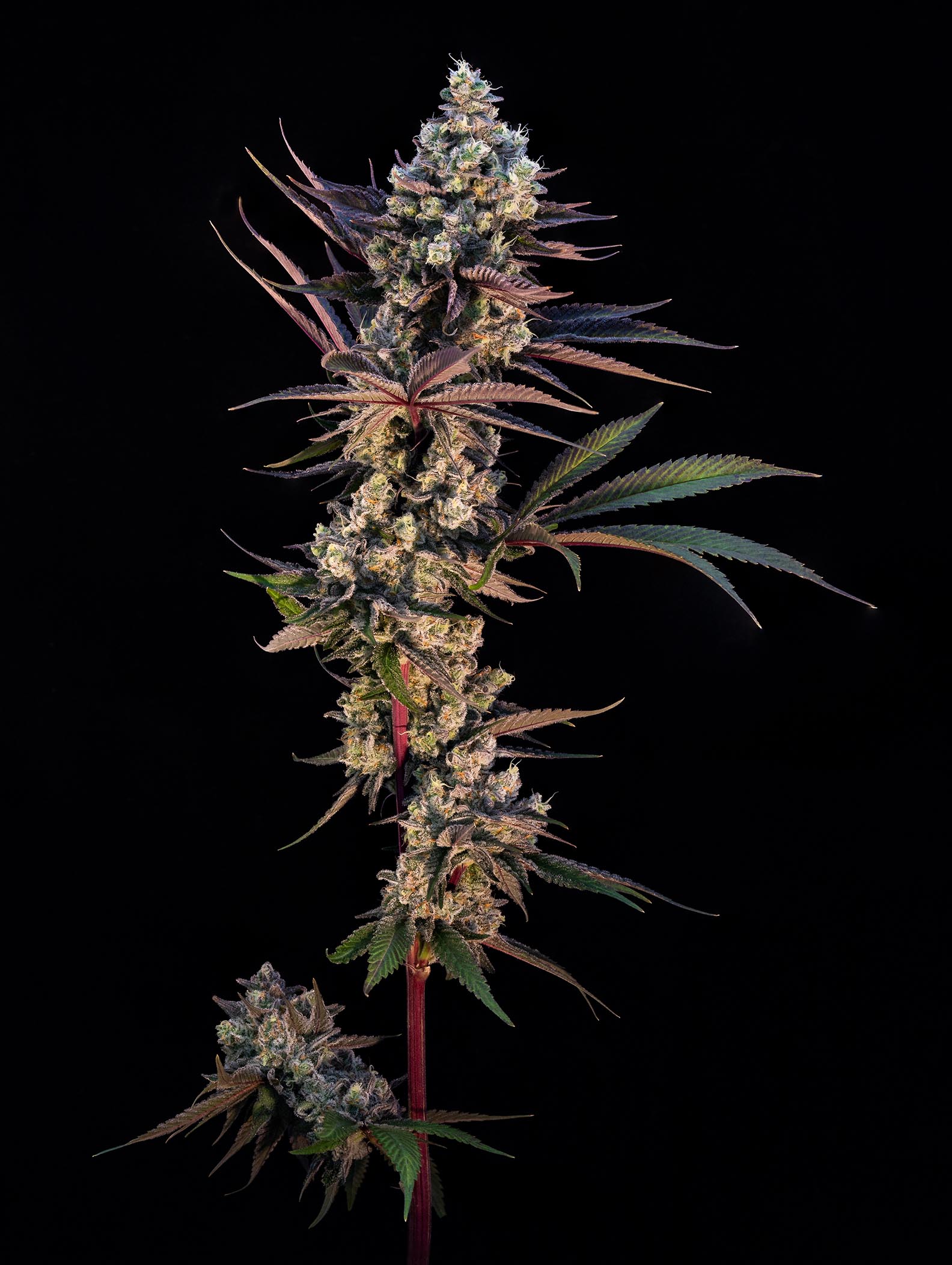 Sweetgrass Cannabis CRUNCH BERRies Cannabis