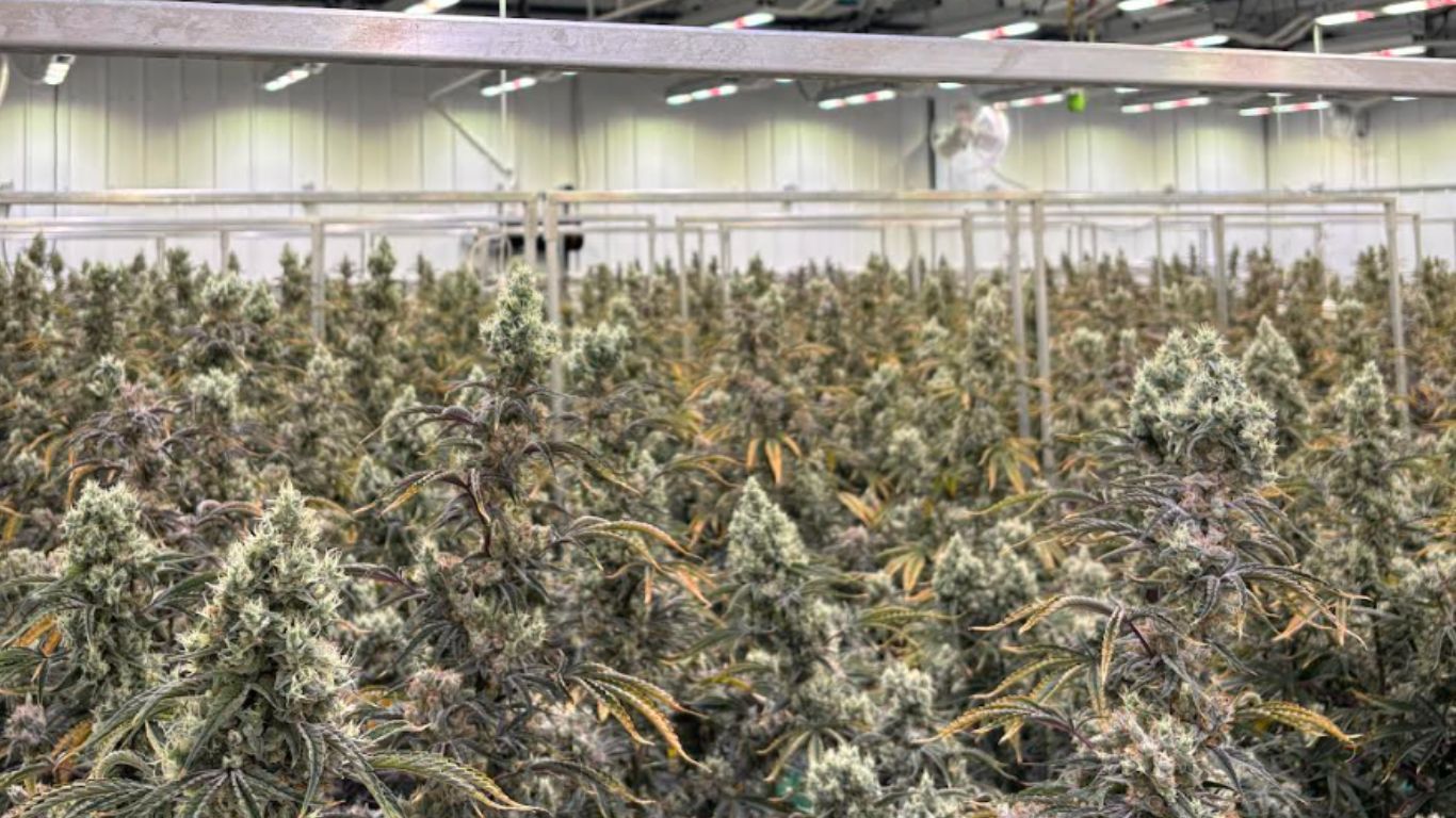 Headstone Cannabis Corp logo