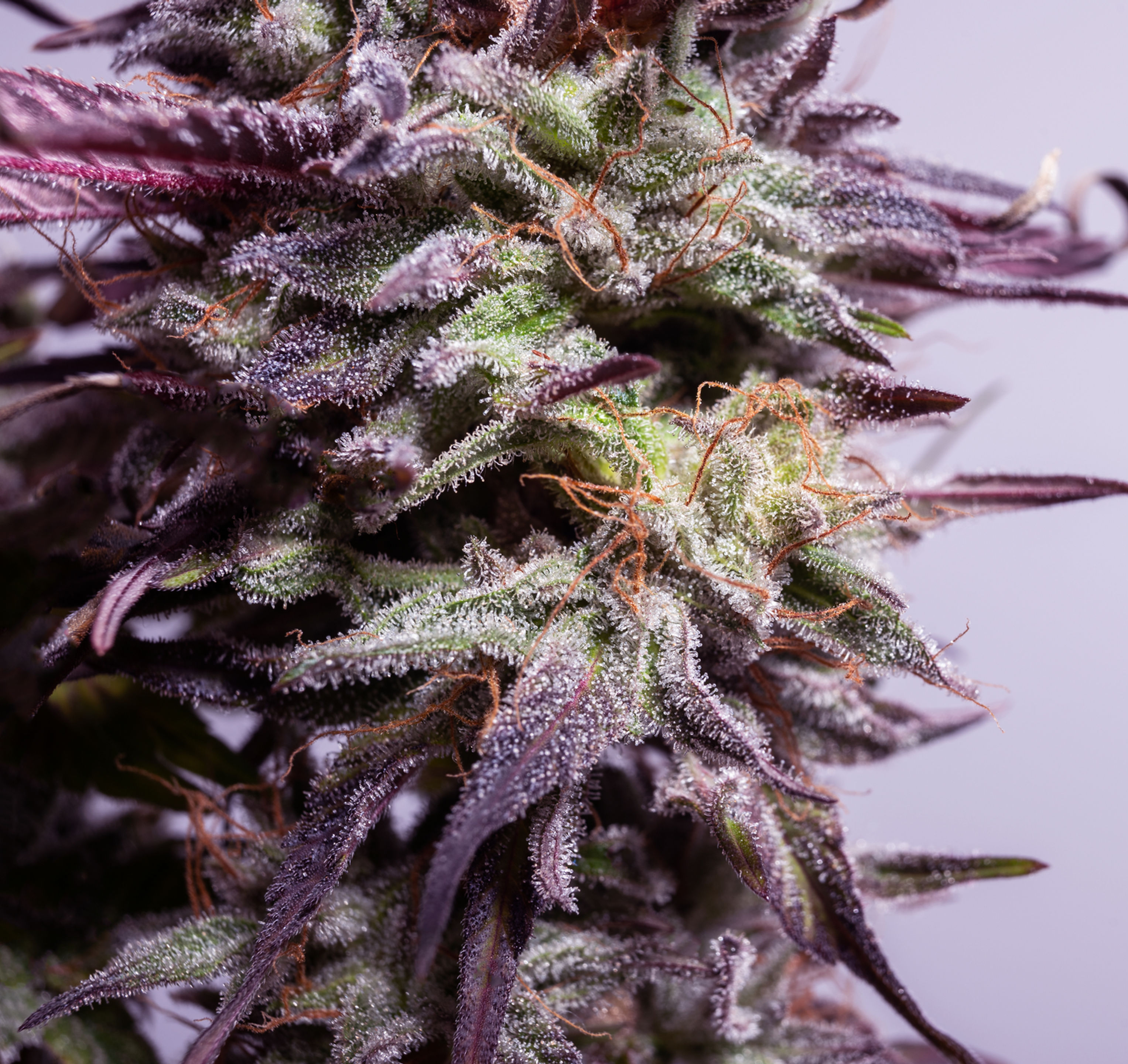 Sugar Cane Cannabis Cannabis Flower