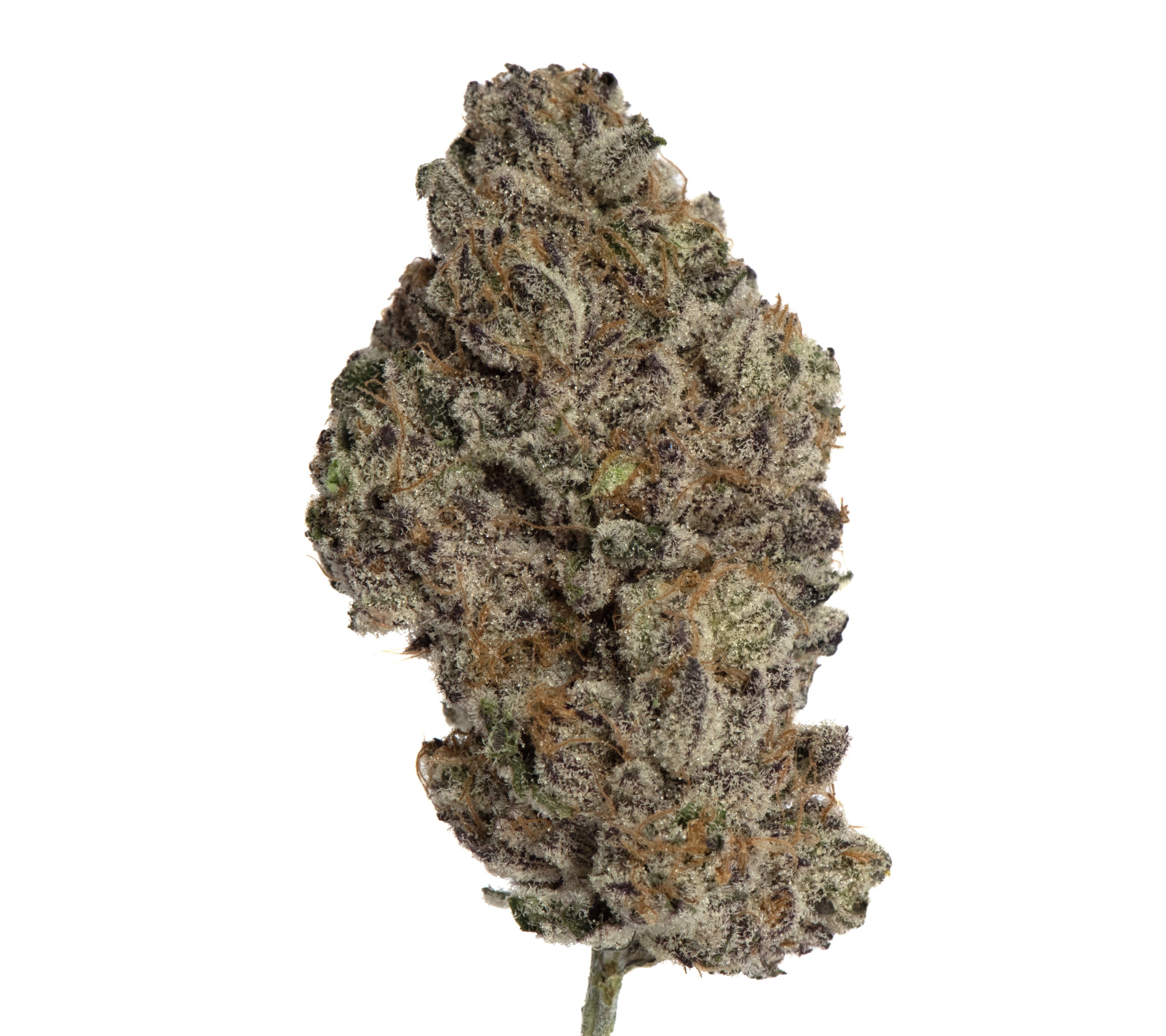 Island Genetics Strawberry Froyo Flower