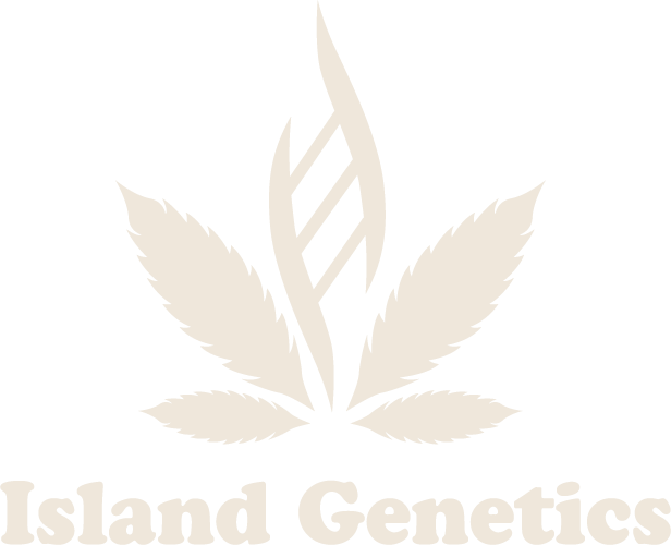 Island Genetics Kool Grapes Flower