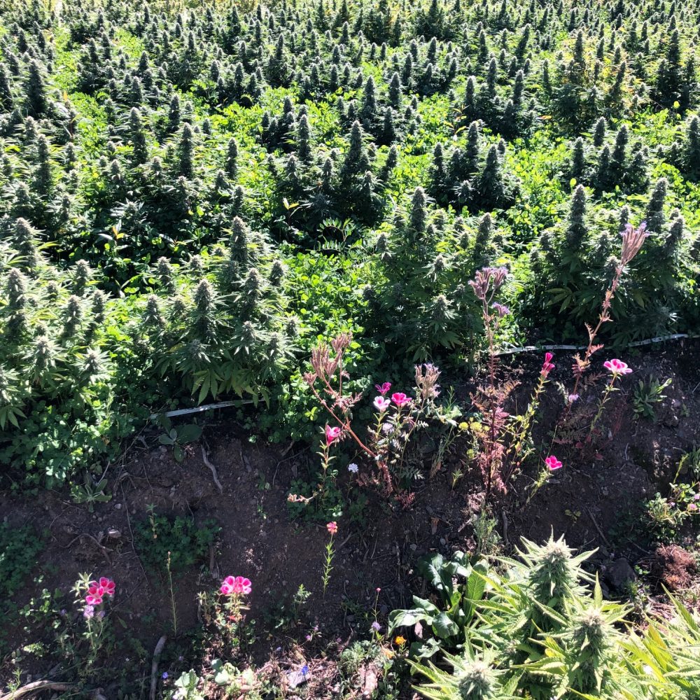 Rosebud Cannabis Farms Ltd. Cannabis Flower