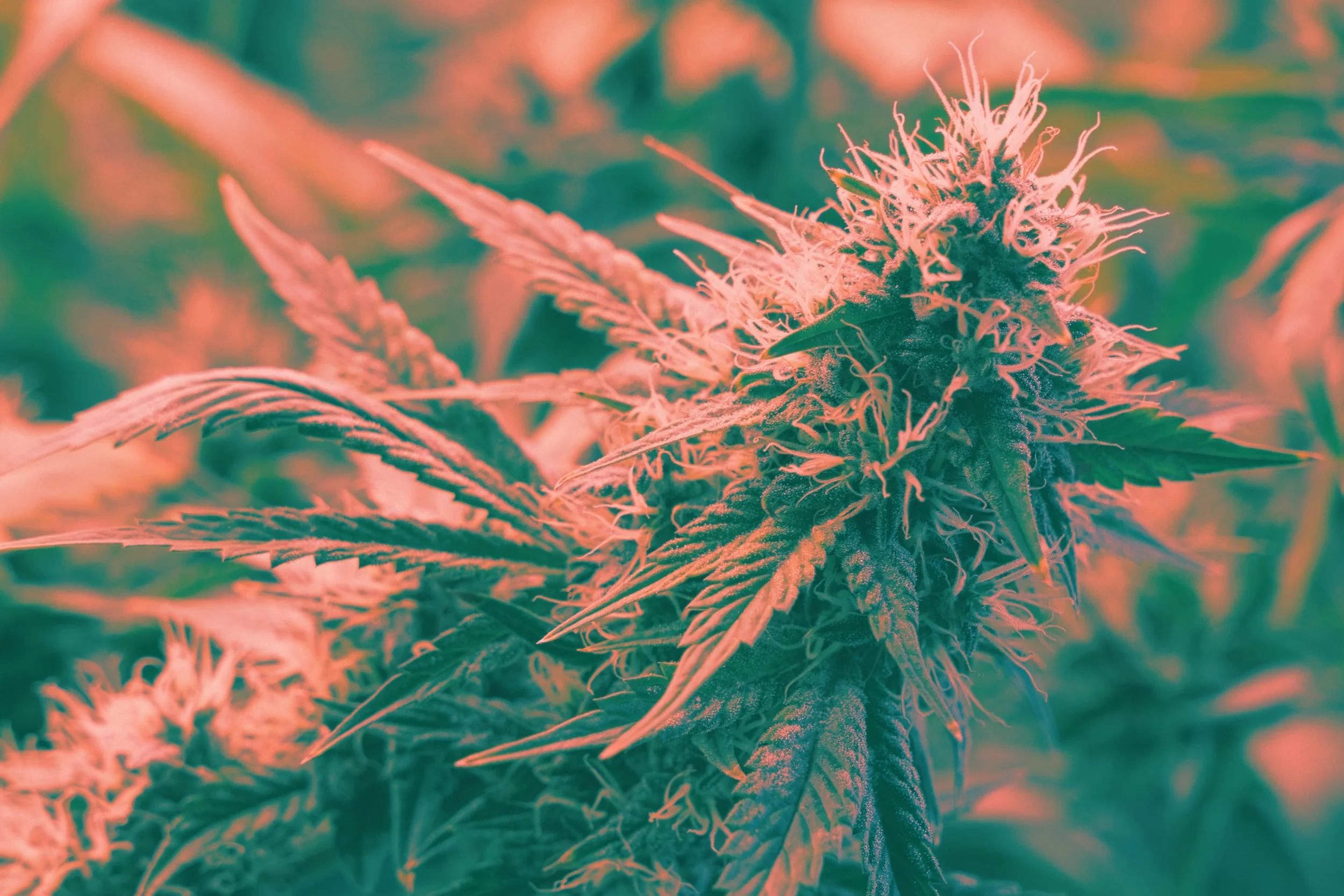 Wheelhouse Cannabis Co. Cannabis Flower