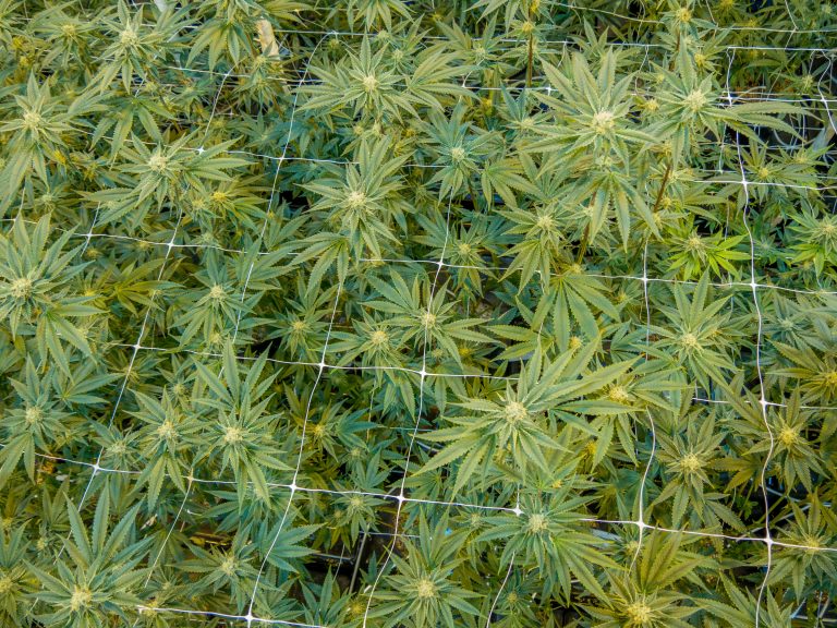 Trucenta Cannabis Flower