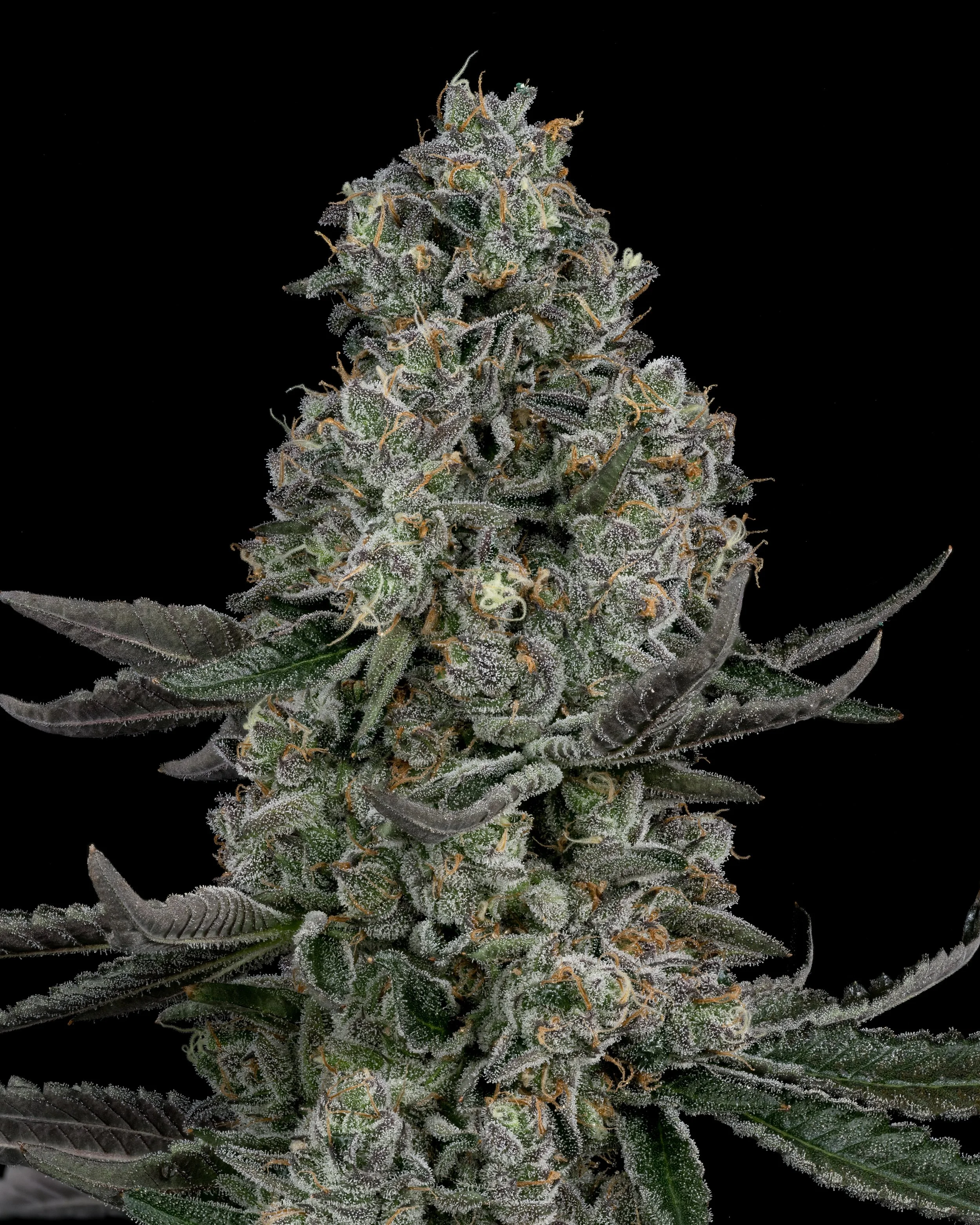 Ripe Herb Apple Fritter