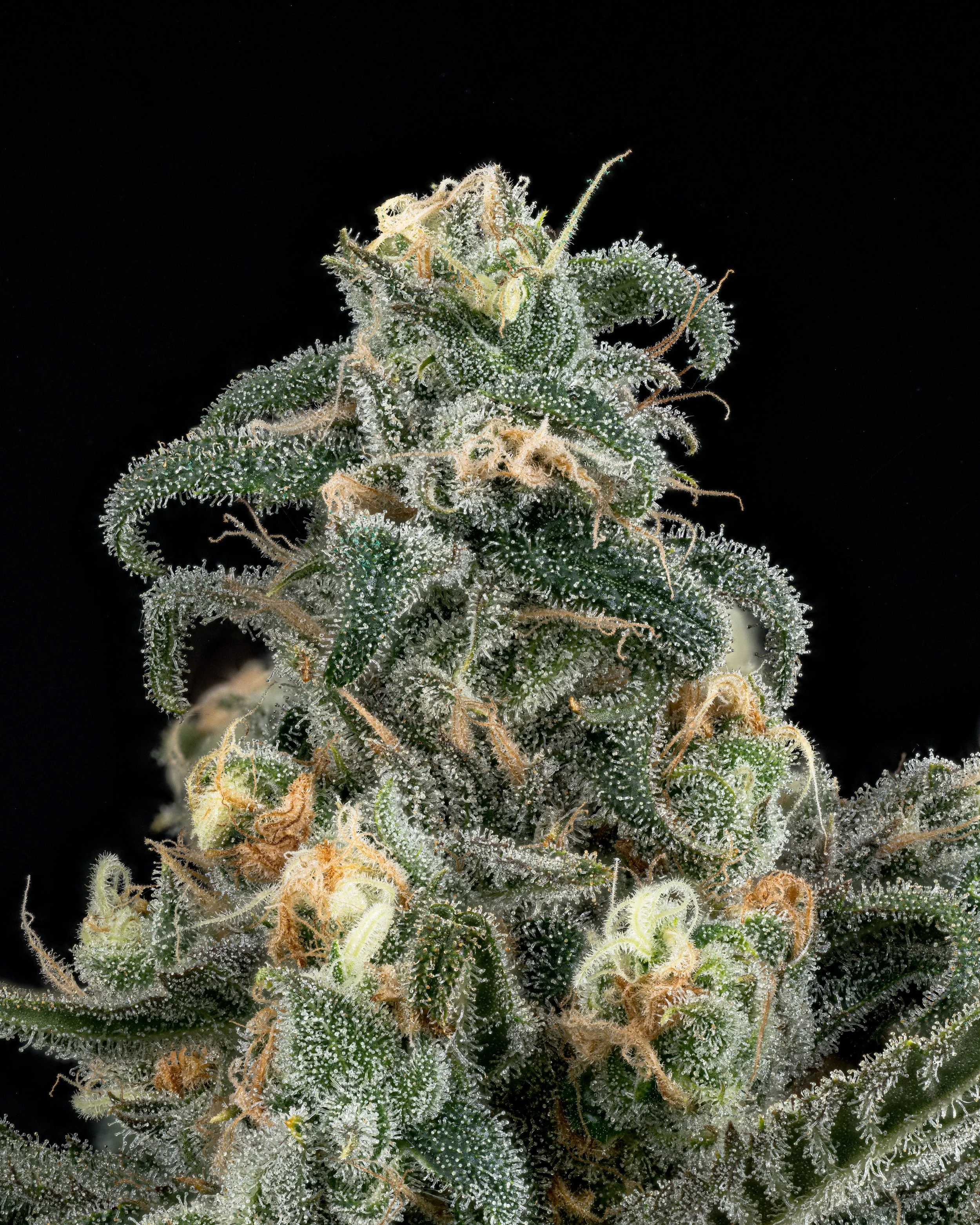 Ripe Herb Blue Dream