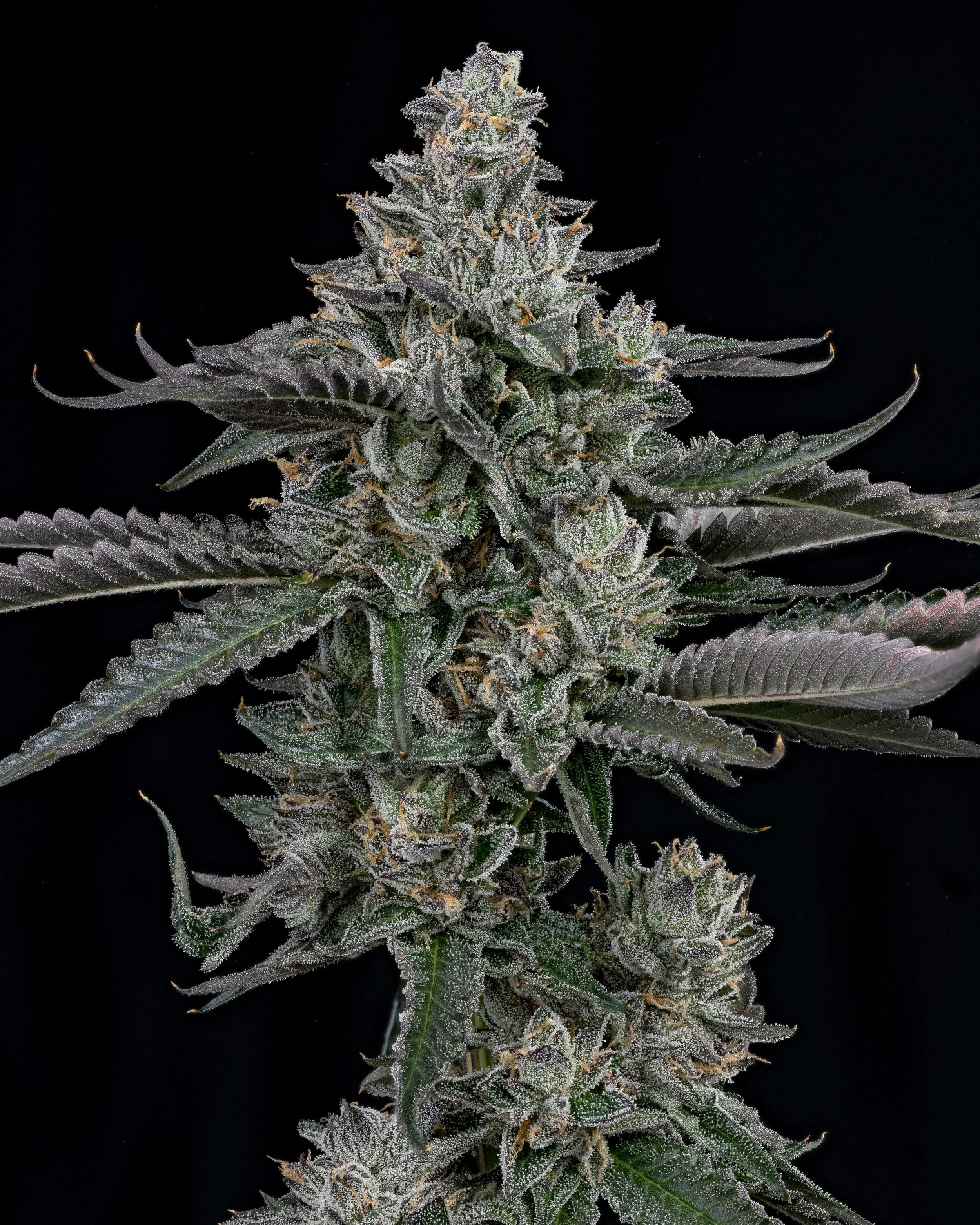 Ripe Herb Gelato Z