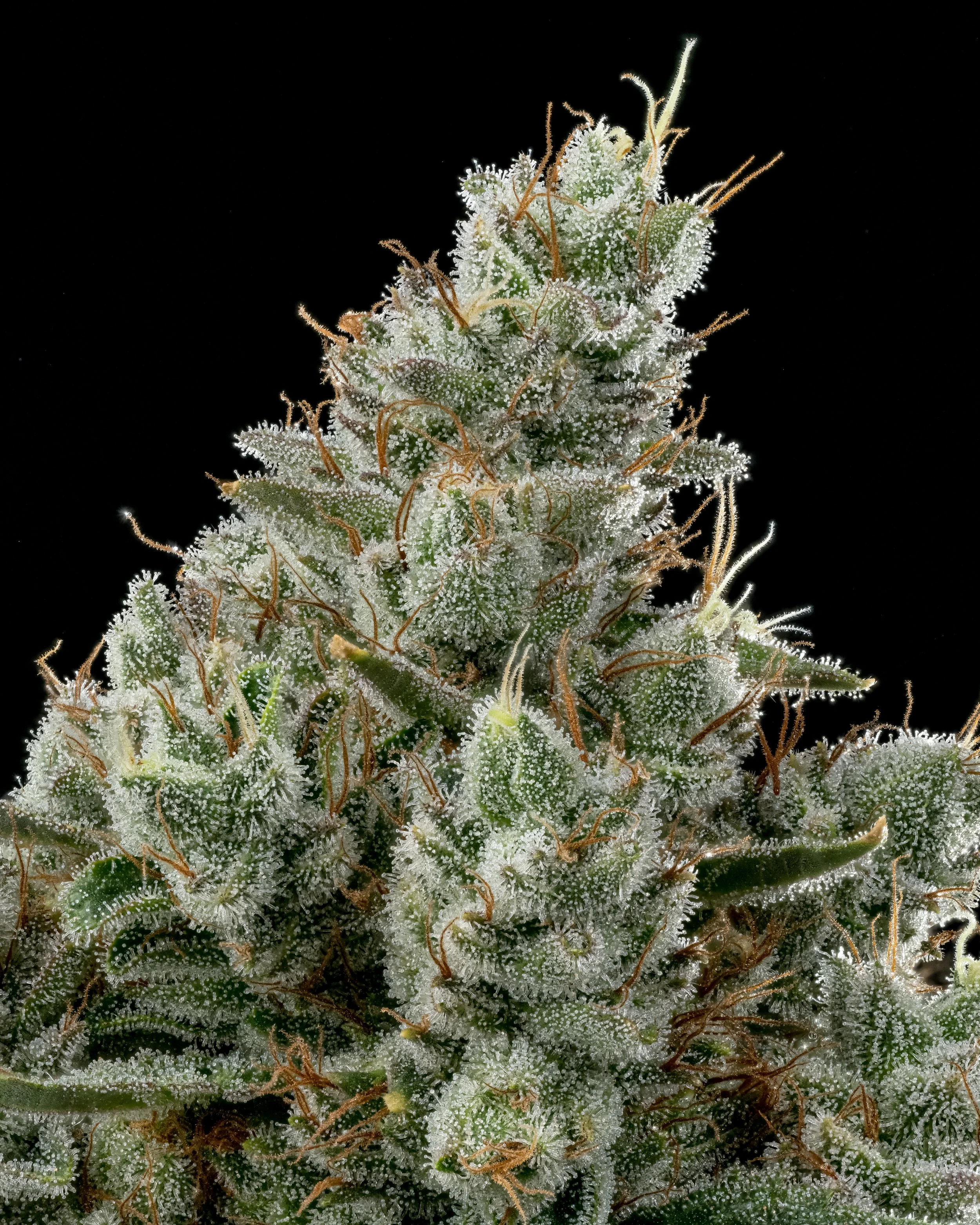 Ripe Herb GG4