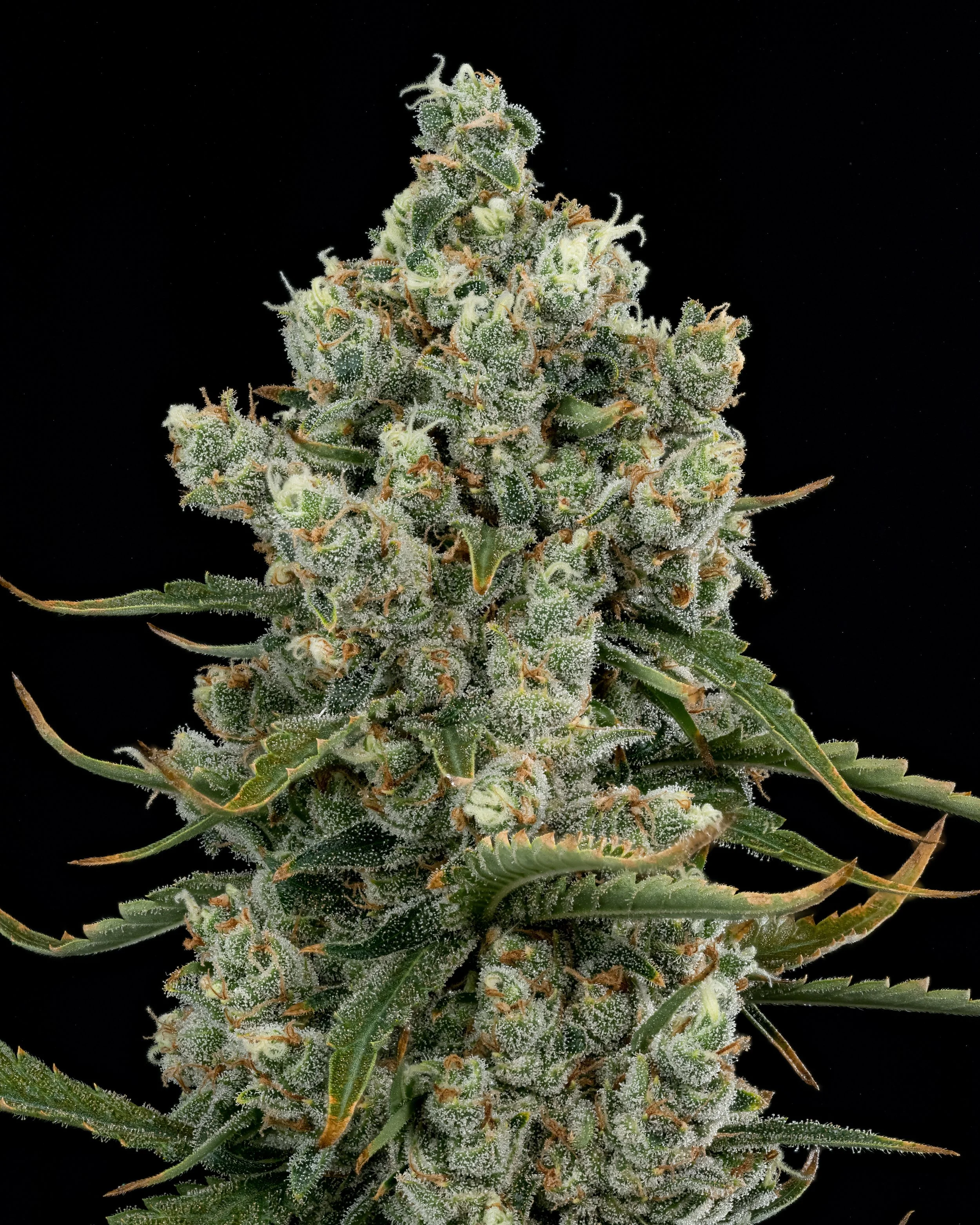 Jack Flash
