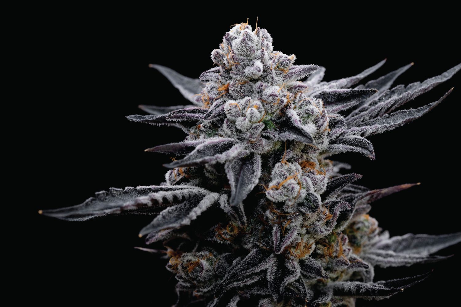 The 8th by White Boy Rick Top-Shelf Indoor Cannabis