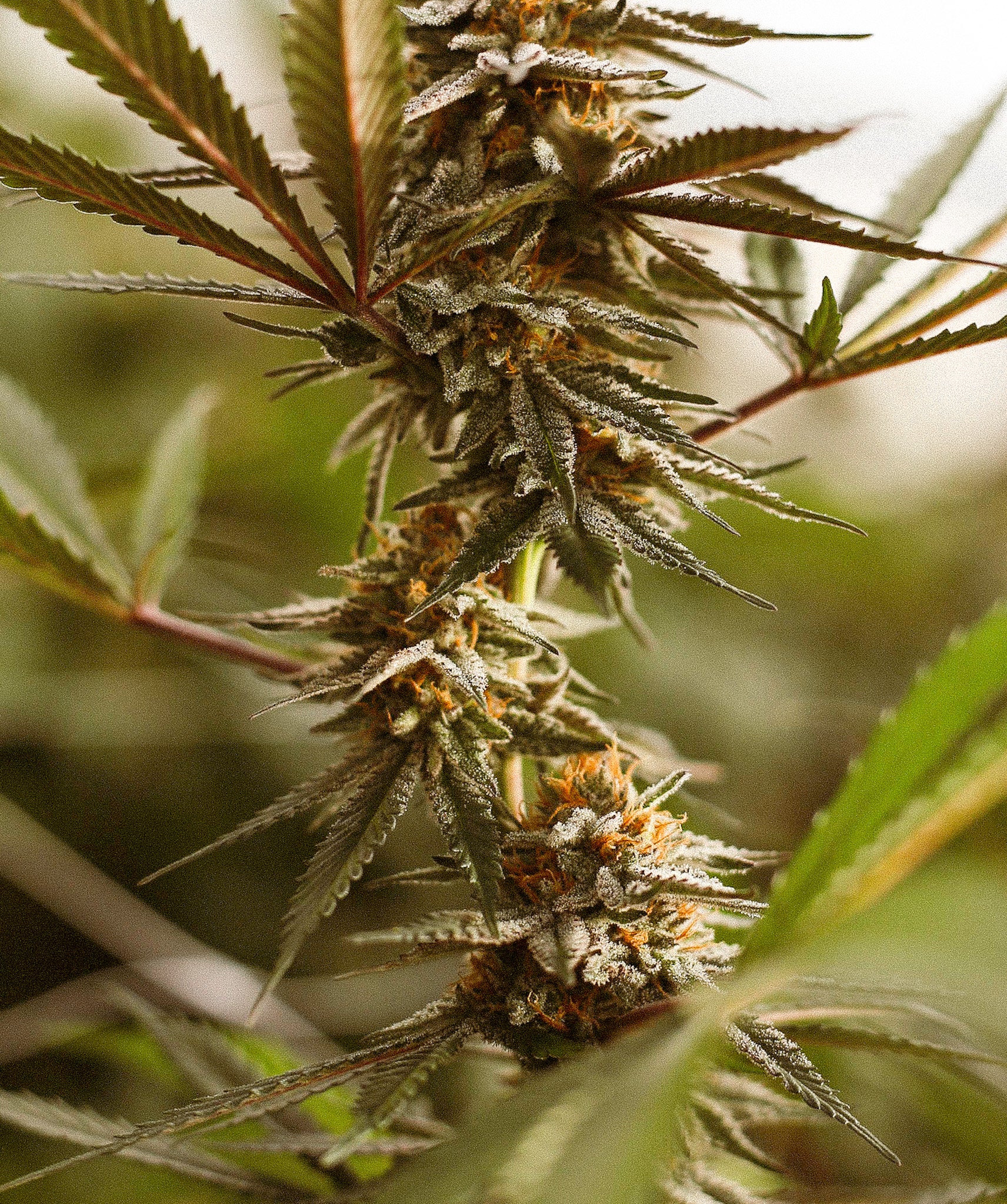 Stoney Branch Farms Godfather OG CBD