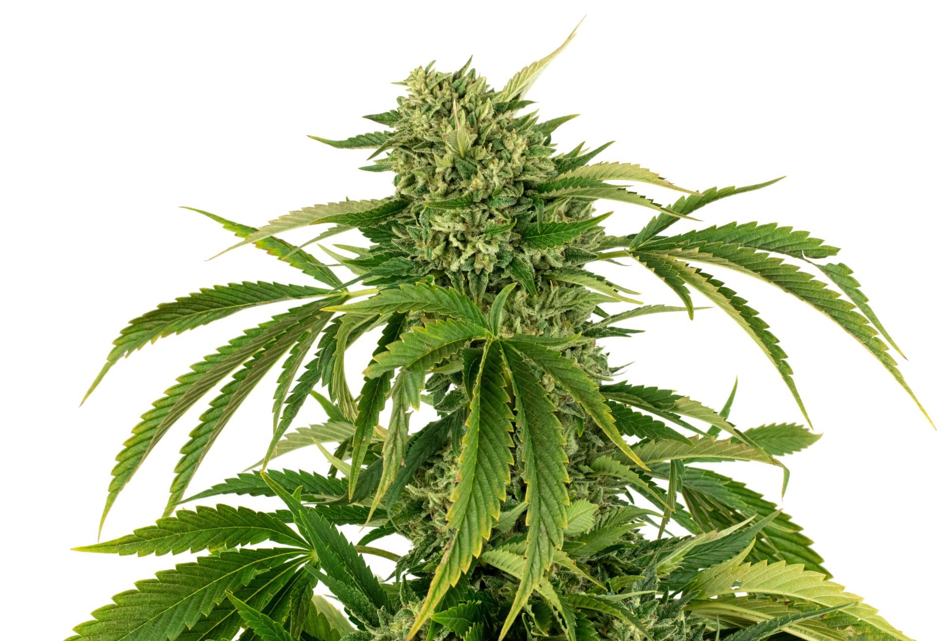 Sapphire Farms MI Flower