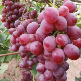 游客8713 (Visitor 8713) 自然生长红地球葡萄 (Naturally grown Red Globe grapes)