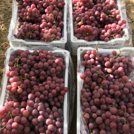 牛晓峰 (Niu Xiaofeng) Red Globe Grapes