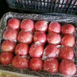 闫立奇 (Yan Liqi) 大量供应山西运城万荣,临猗优质糖心红富士苹果