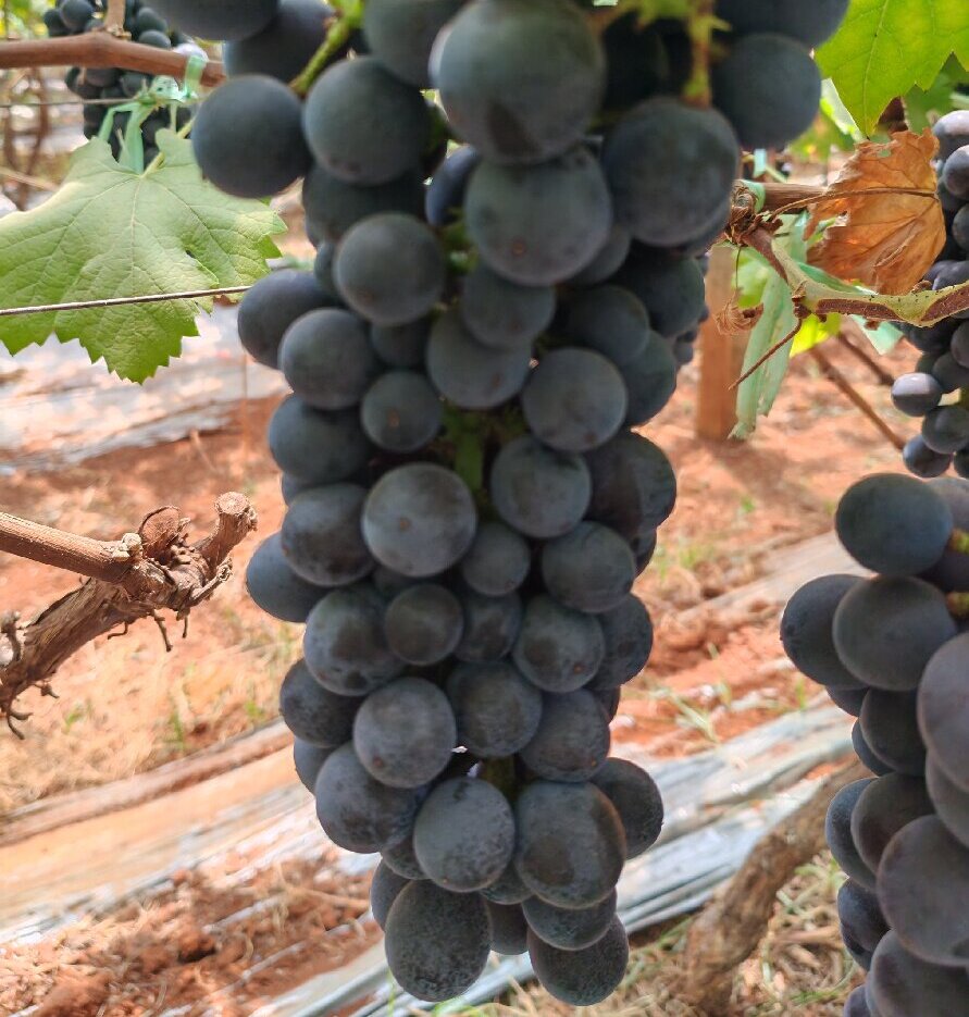 Shandong Honourable Import And Export Co.,Ltd autuum black with seed
