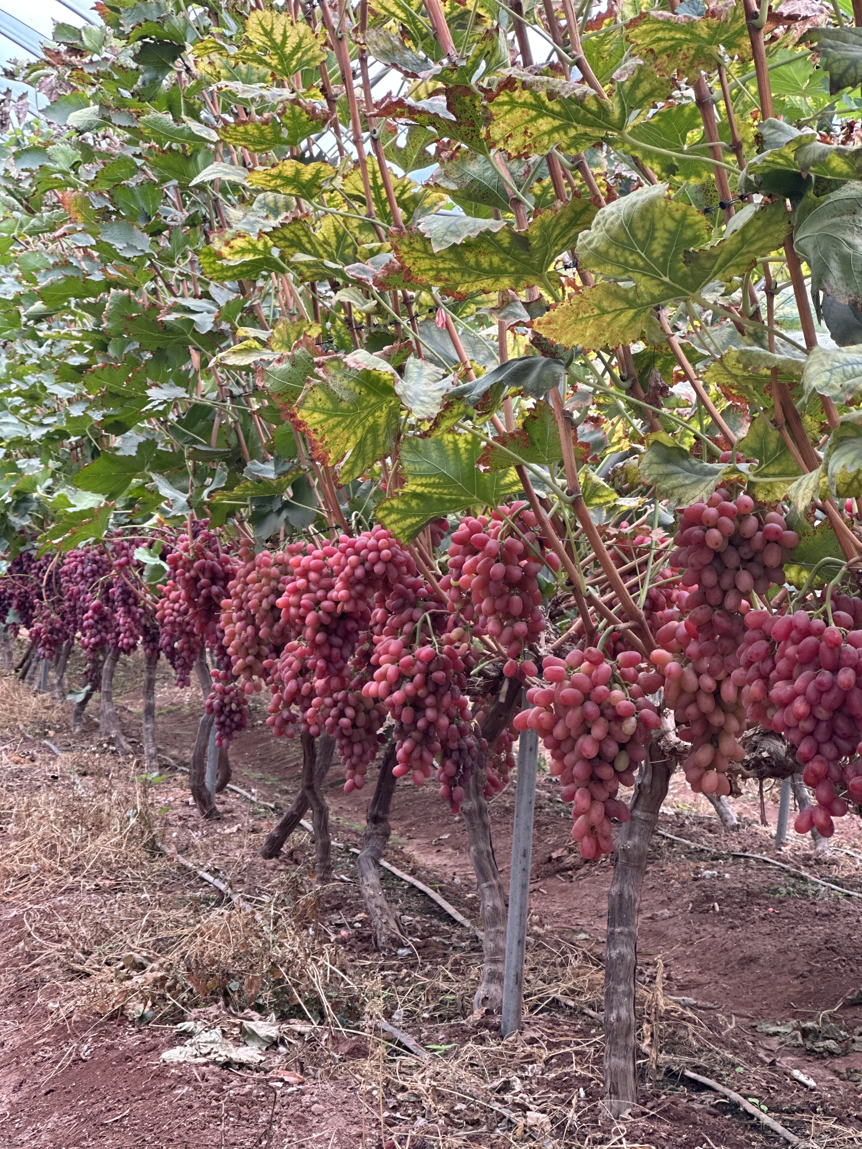 Shandong Honourable Import And Export Co.,Ltd crimson seedless