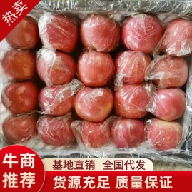 大量供应山西万荣,临猗坡上红富士苹果