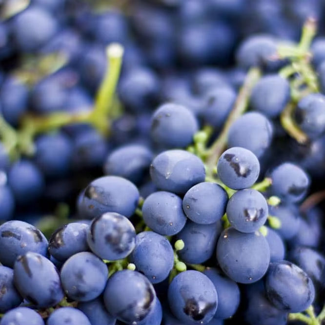 Shanghai Jiliu Agricultural Development Co., Ltd. Good Farm Fresh Fruit Grape on Sale Sweet Red Grape Seeded Crimson Grape