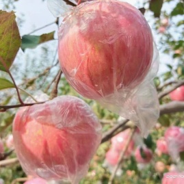 紧急大量供应山西万荣,临猗坡上优质冰糖心红富士苹果