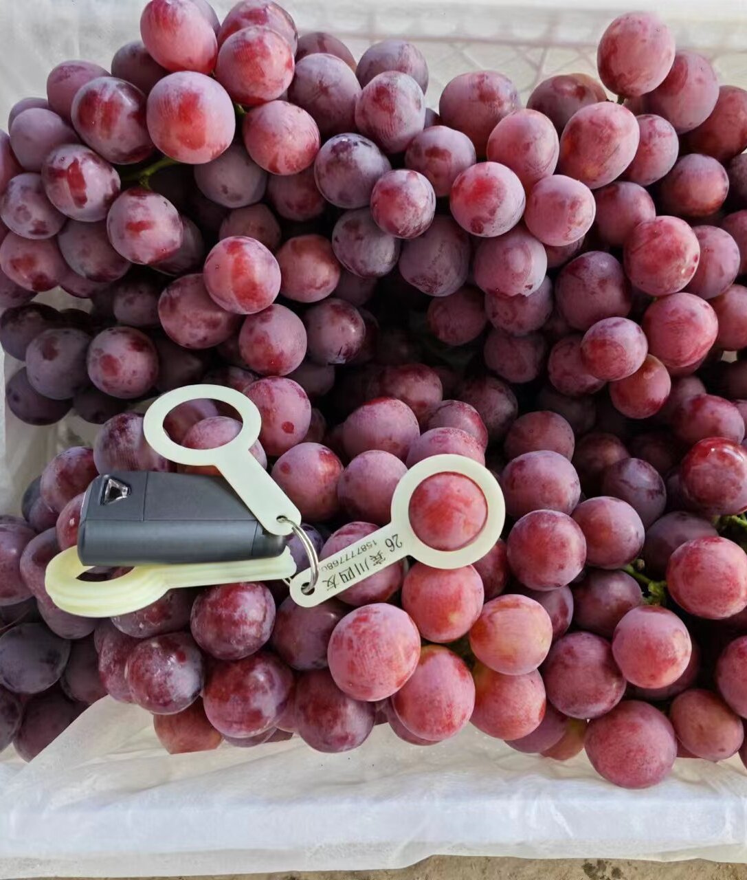Shandong Honourable Import And Export Co.,Ltd red grape