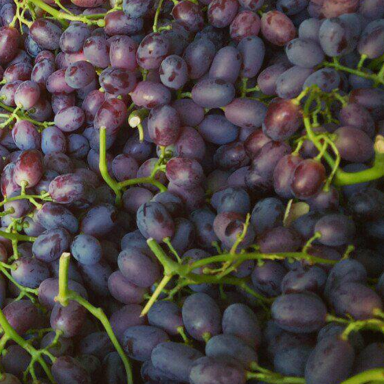 Grape Innovation Crimson Seedless Grapes