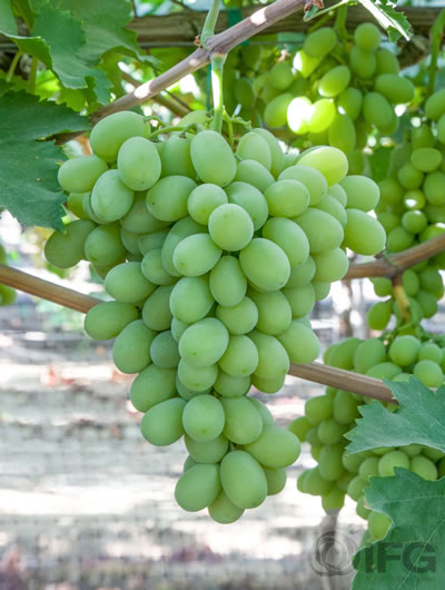 Grape Innovation Sugar Crisp Grapes
