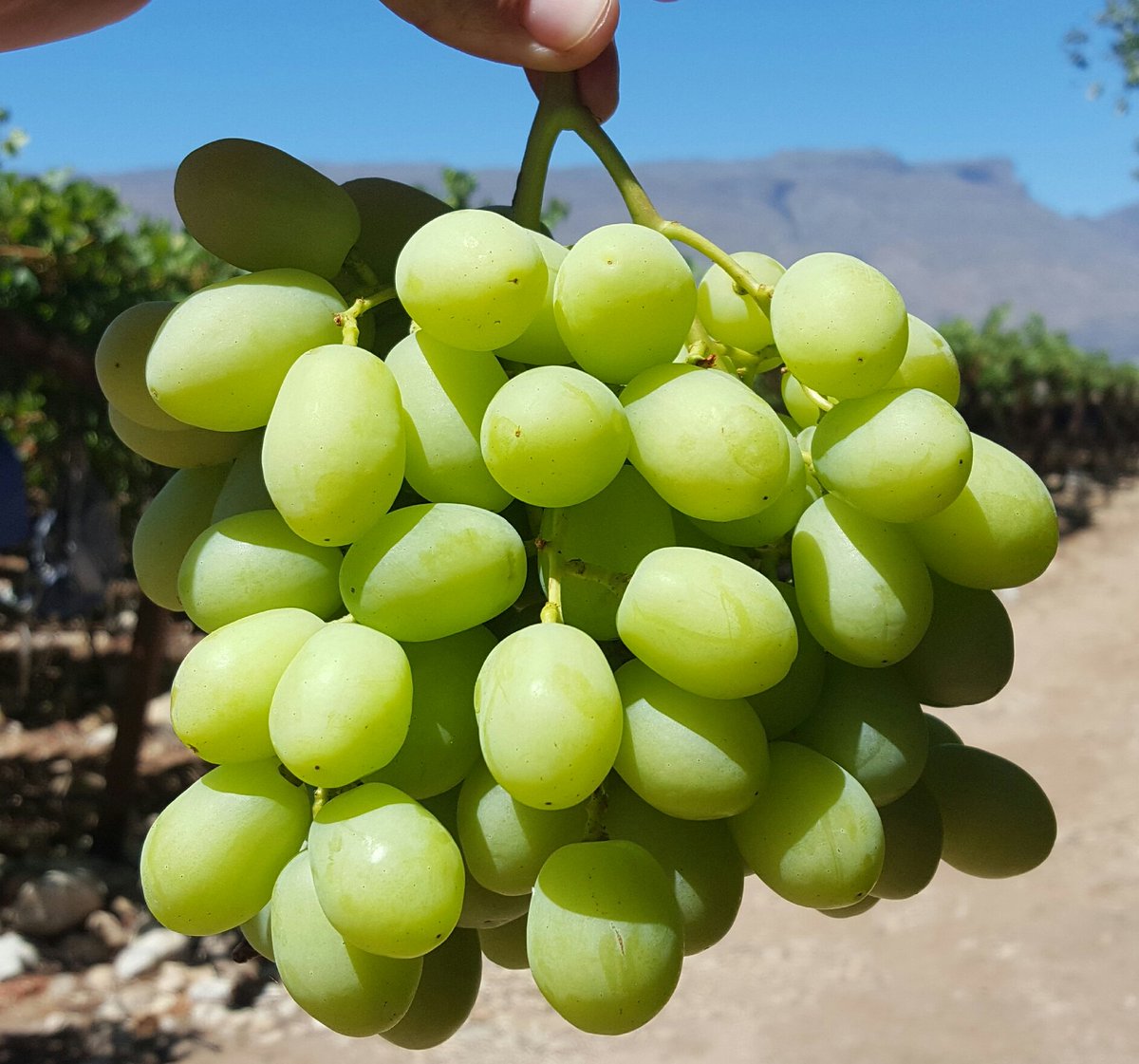 Grape Innovation Sweet Globe Grapes