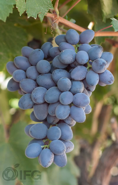 Grape Innovation Sweet Favors Grapes