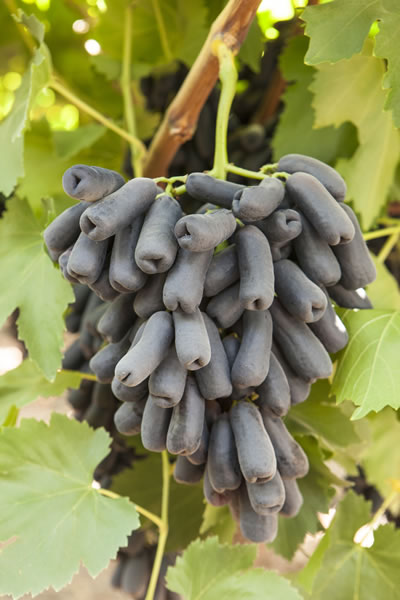 Grape Innovation Sweet Sapphire Grapes