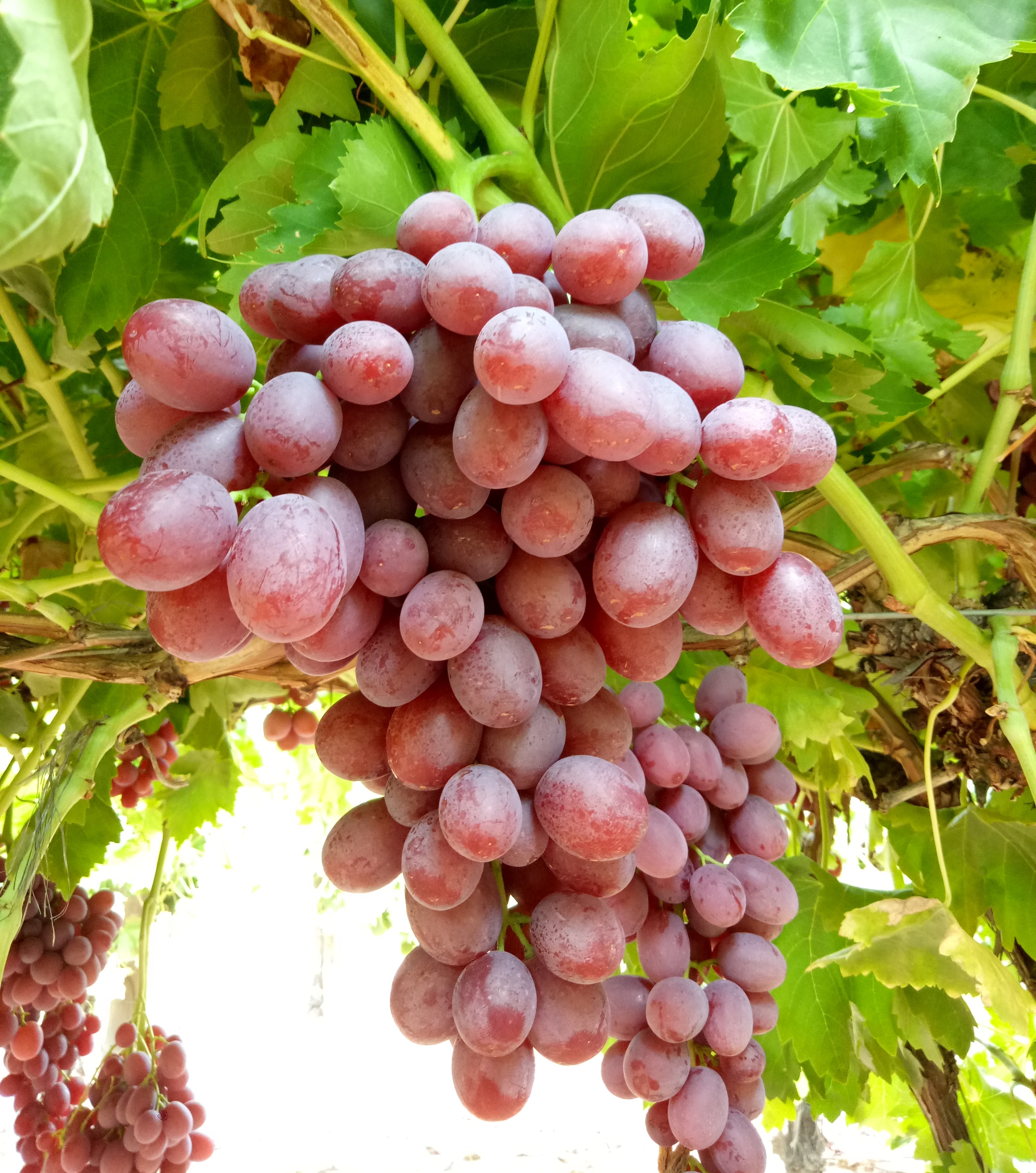 Grape Innovation Ralli Seedless Grapes