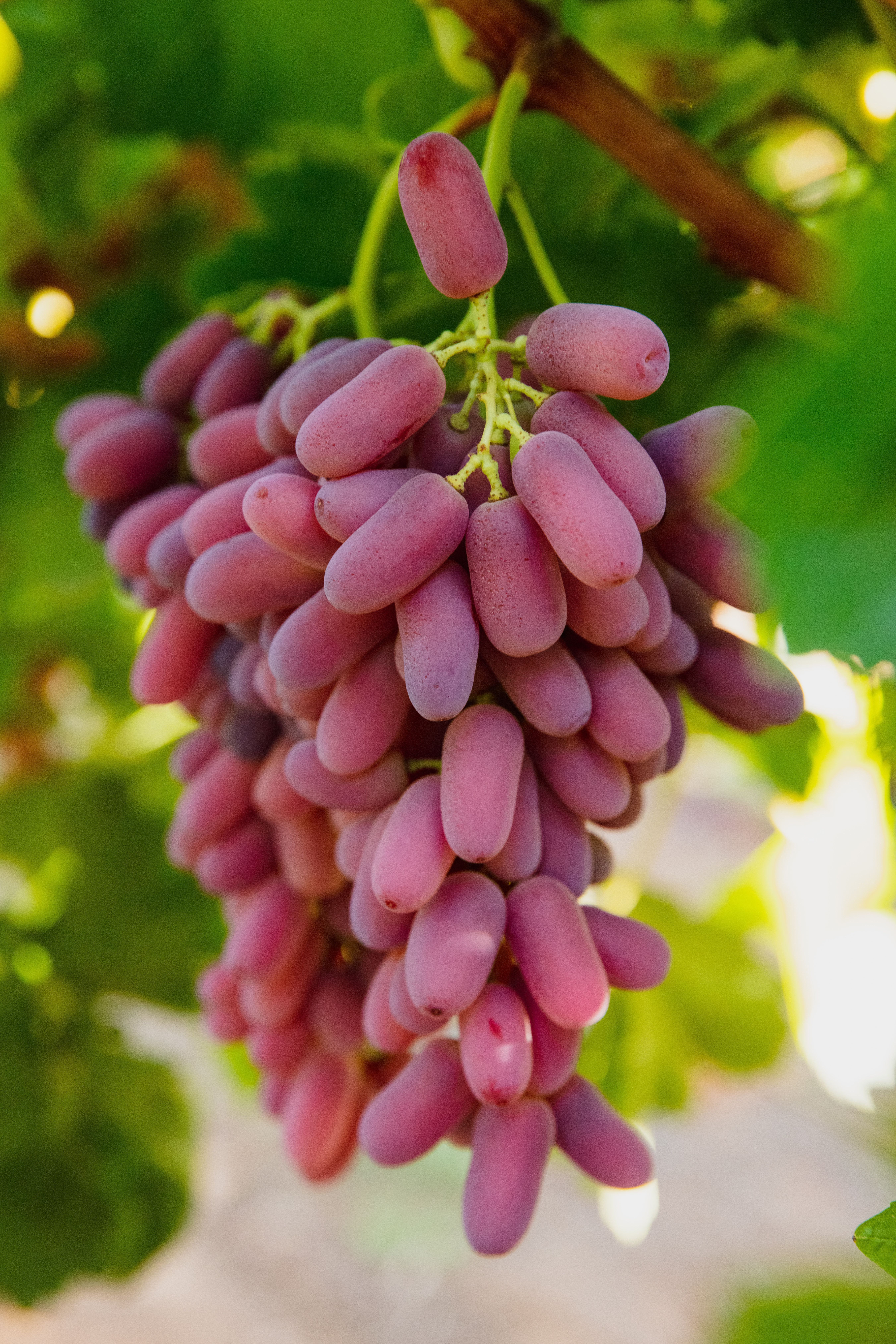 Long Crimson Grapes