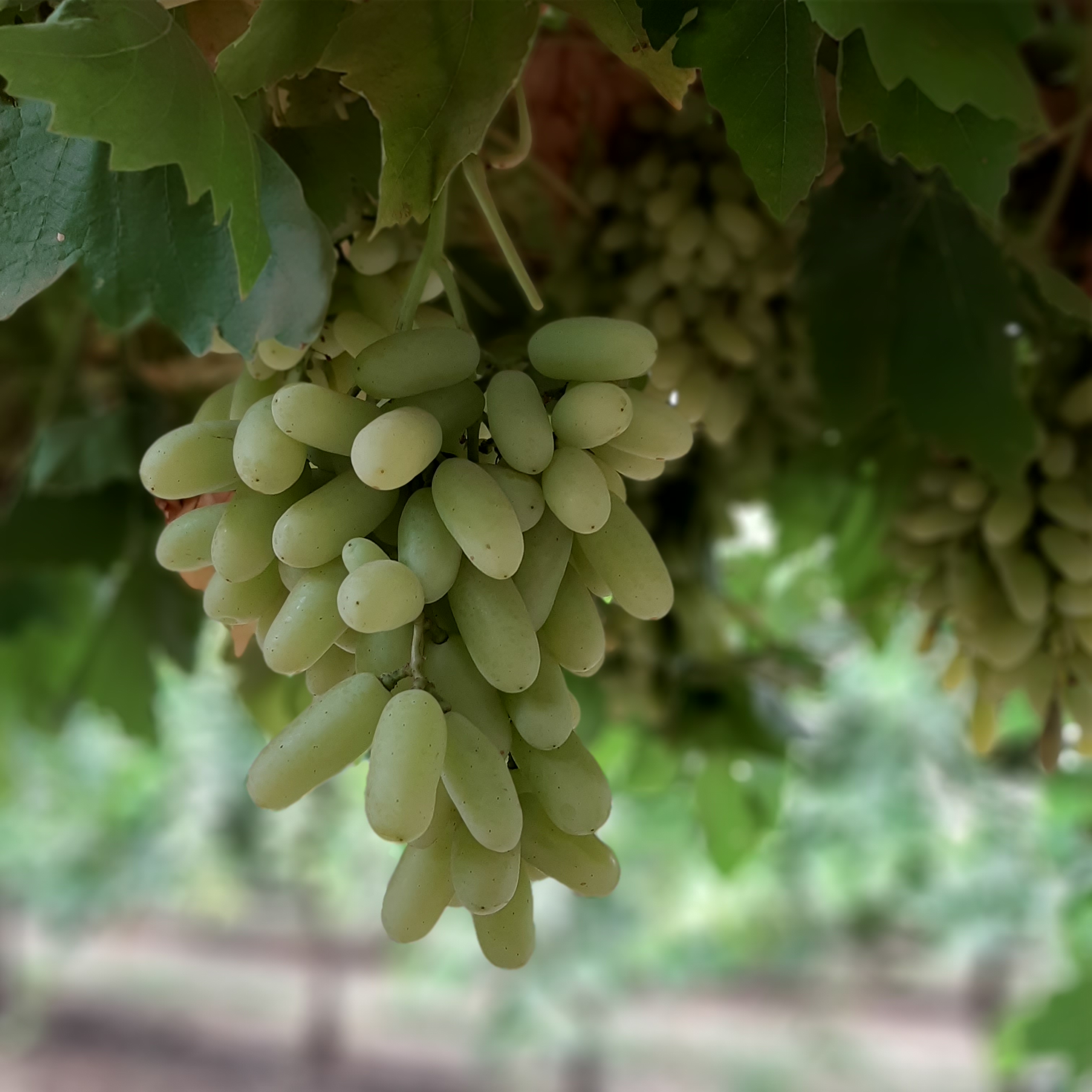 Long White Grapes