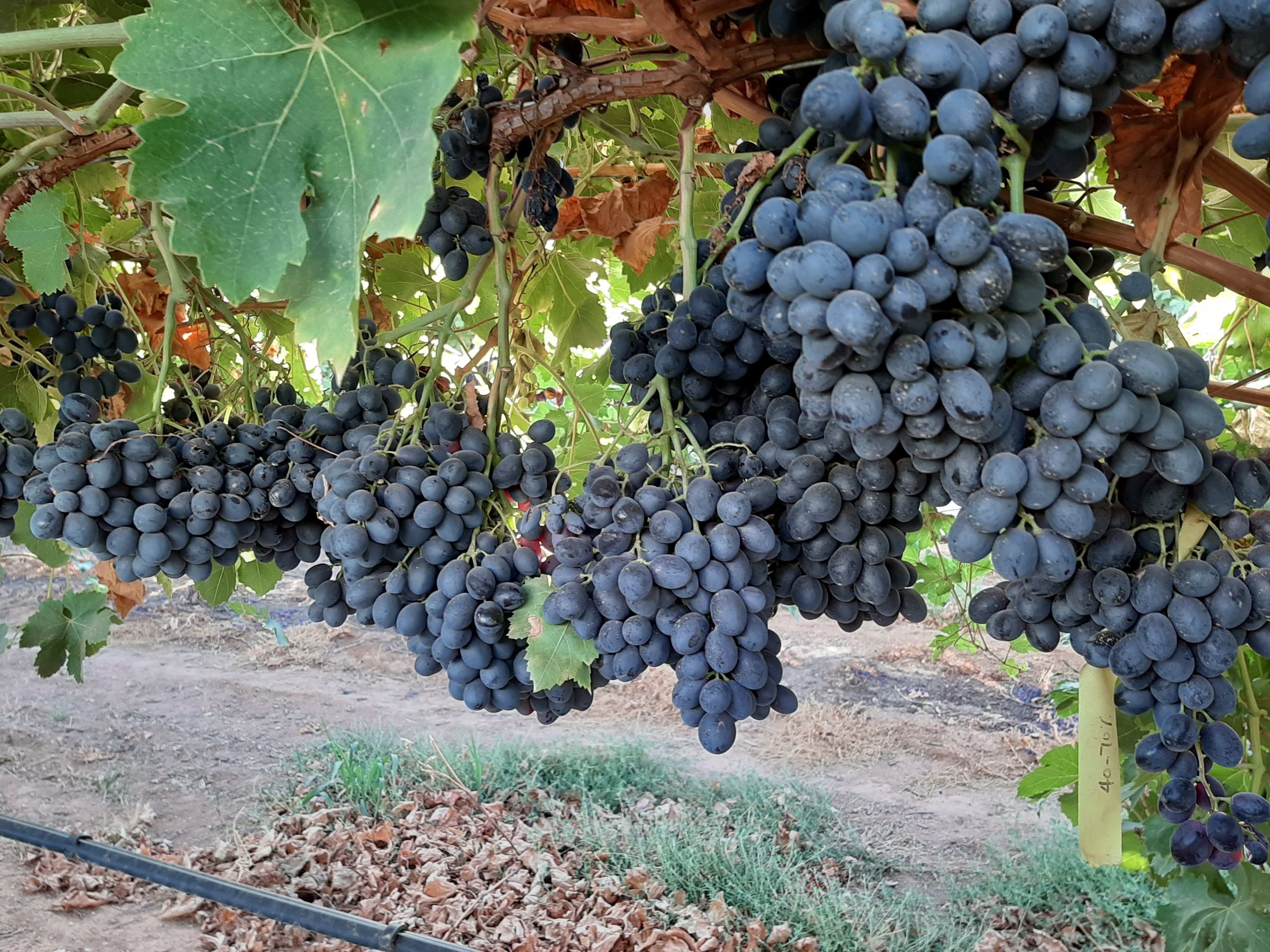 Itum Twelve Grapes
