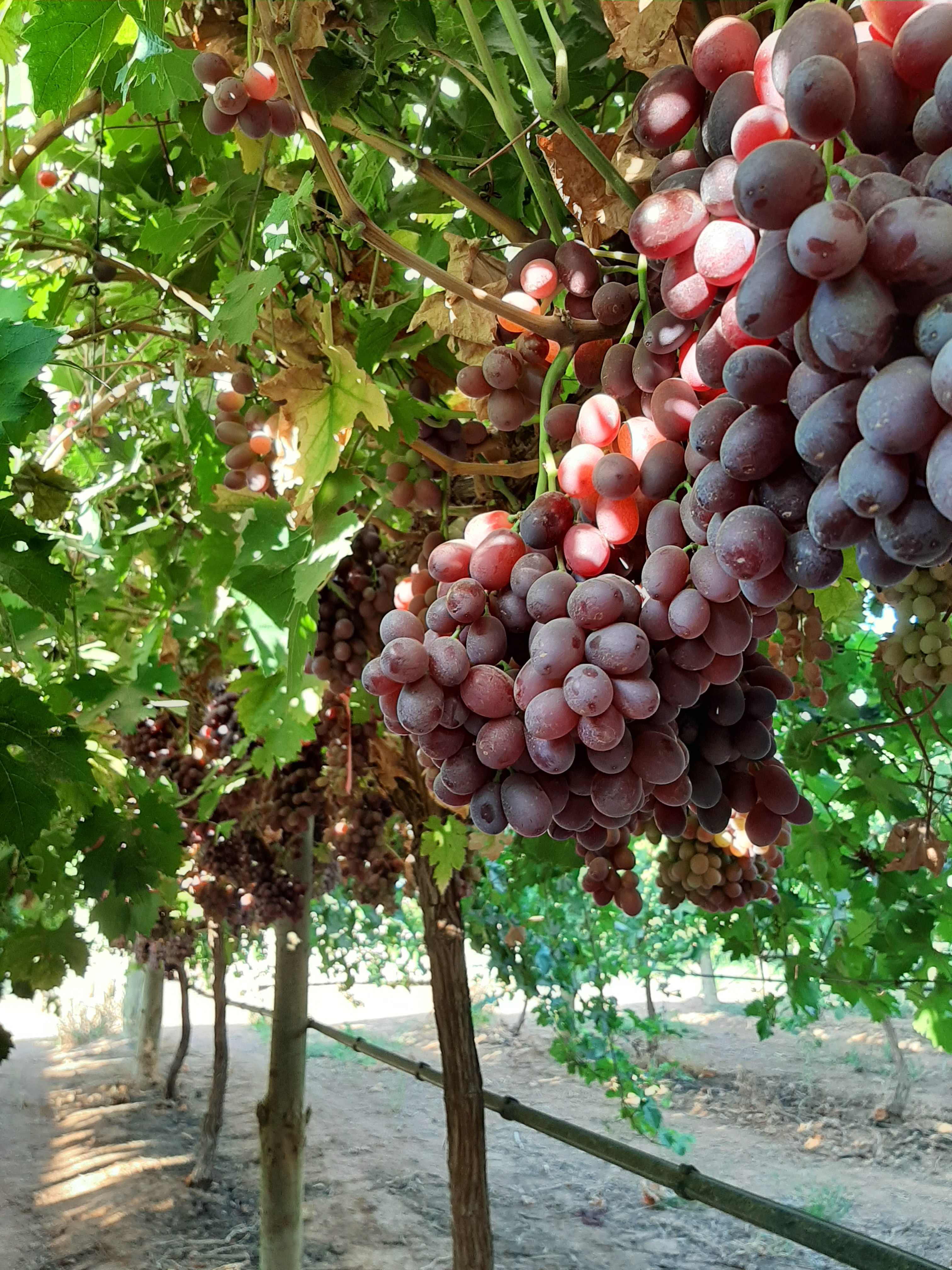 Itum Seven Grapes